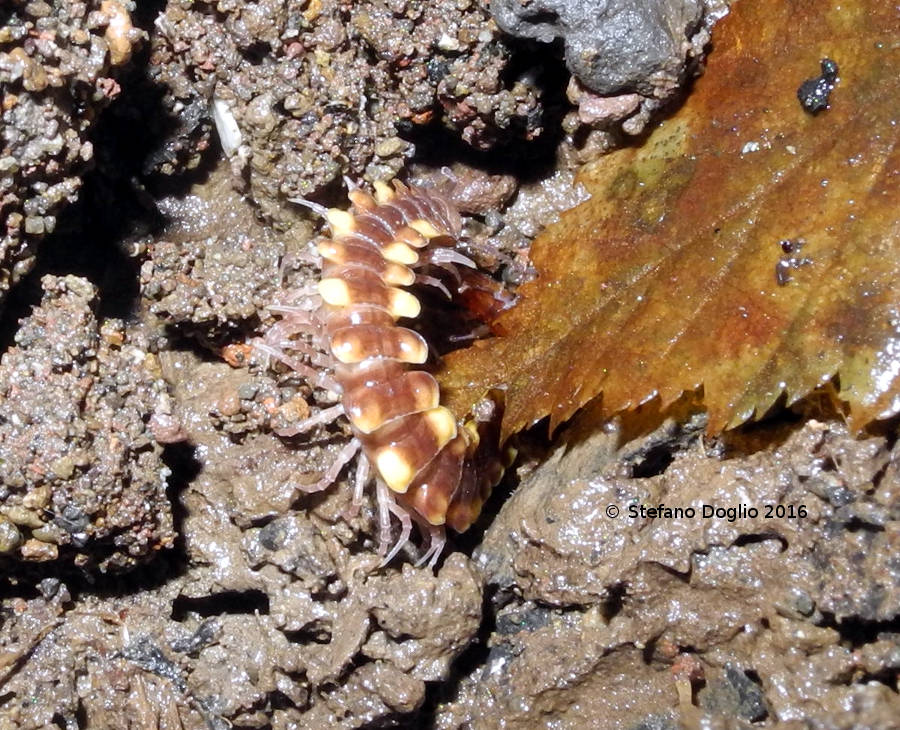 Polydesmidae: cfr. Polydesmus collaris